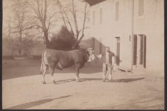 Boeuf dans la cour