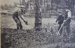 Des bénévoles coupent des arbres avant les travaux de la nouvelle église